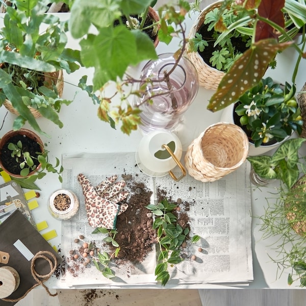 A table prepped for potting plants, plenty of green plants in pots, a VATTENKRASSE watering can and soil on newspaper pages.