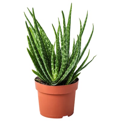 ALOE VERA Potted plant, Aloe, 12 cm