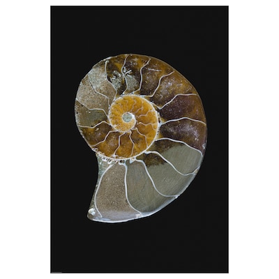 BILD Poster, Nautilus, 61x91 cm