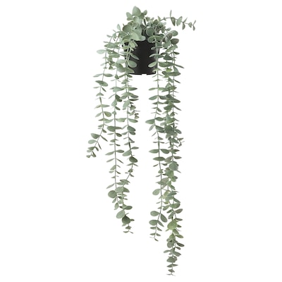 FEJKA Artificial potted plant, in/outdoor hanging/eucalyptus, 9 cm