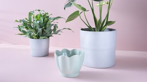 Flower pots & planters