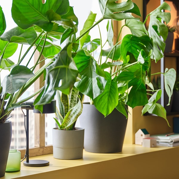 In a yellow retro-inspired windowsill are several green plants in different sized grey pots and a black work lamp.