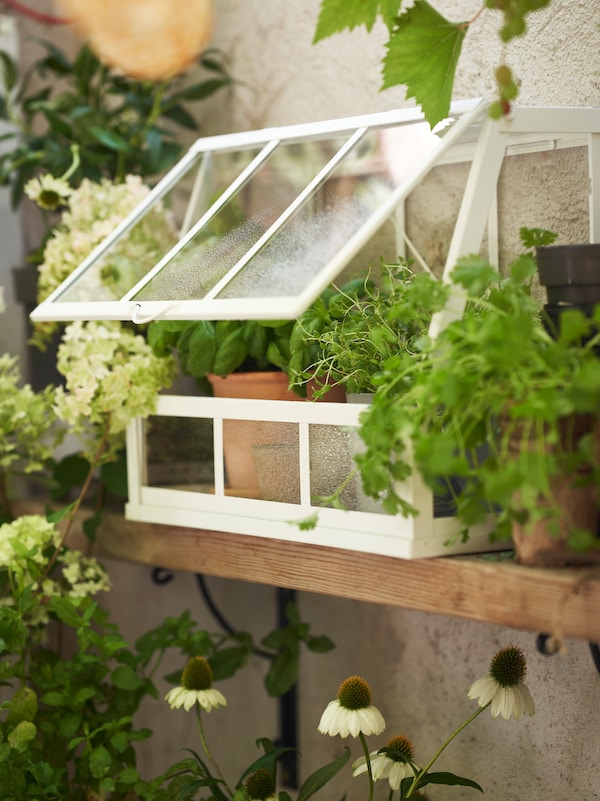 ÅKERBÄR mini greenhouse in white with plants