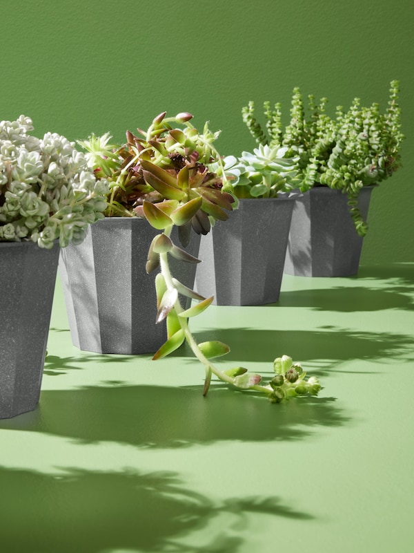 Four grey BUSKVERK plant pots, with four different plants, neatly lined up in a bright green space.