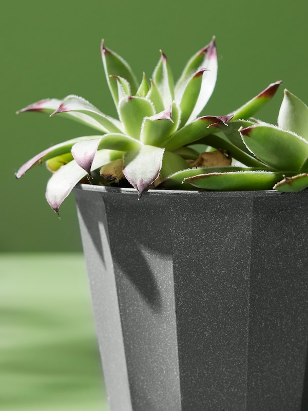 Light is hitting a succulent placed in a grey BUSKVERK plant pot in a green space.